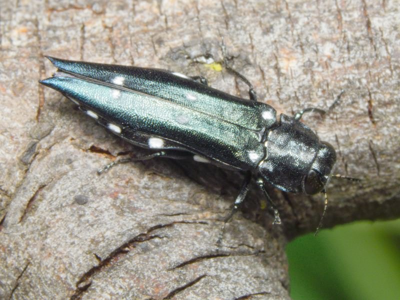 Agrilus guerinii Lacordaire in Boisduval & Lacordaire, 1835